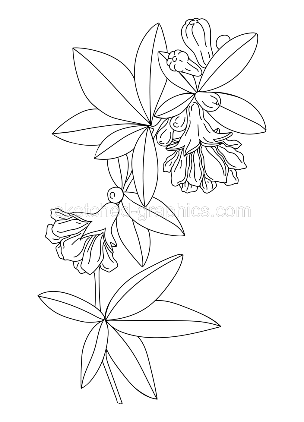 Pomegranate blossom. Delicate line art drawings of spring tree in flowers. Hand drawn crocus for pattern, logo, posters, invitation and greeting card design. Pomegranate illustration Illustration